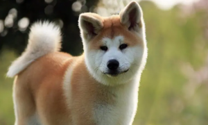 日本的国狗是哪种狗