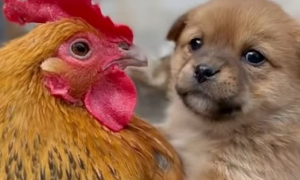 鸡和狗结合真的会早死一个吗