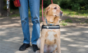 导盲犬退役为什么要回寄养家庭