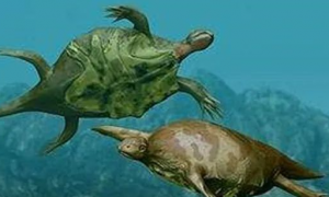 全球上最老的海龟是什么？出现于白垩纪时代的半甲齿龟