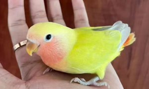 黄桃鹦鹉小鸟怎么养