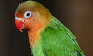 绿桃鹦鹉好养活吗