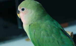 绿桃鹦鹉几个月能繁殖