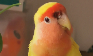 黄桃鹦鹉寿命一般能活多久