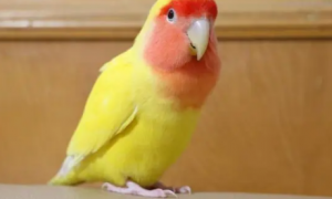 黄桃鹦鹉是牡丹鹦鹉吗