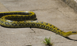 菜花蛇无毒，为什么被称为“百蛇之王”？为什么毒蛇会怕菜花蛇？