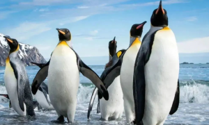 为了盖房，尊严也不要了，关于企鹅的这些冷知识你听说过吗？