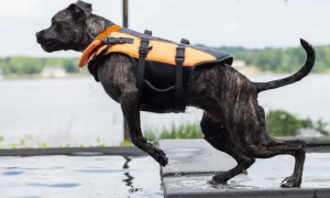 一只三条腿的狗狗去世了，几天里为狗狗救助机构筹集到6万美元