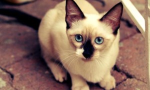 「宠物日常」猫在家到处拉尿怎么办？