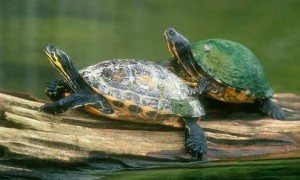 「宠物知识」怎么分辨乌龟是雄是雌？