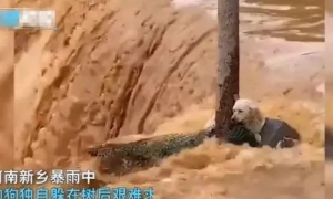 河南一狗狗在湍急的洪水中抱紧大树艰难求生，无助的样子让人心疼