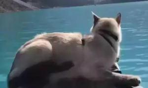 主人带猫咪一起游湖，猫咪淡定地趴在船头，这画面太美了