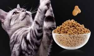 憨仕猫粮是毒猫粮吗能吃吗