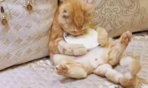 橘猫抱着小盘子坐在沙发上吃东西，太会享受了！