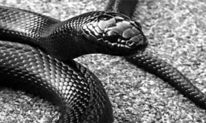 无毒蛇中的“颜王”，绝非浪得虚名，一招直接拿下毒蛇：黑王蛇