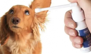 狗狗耳朵杆菌感染用什么药