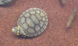 黄头龟能在水里呆多久
