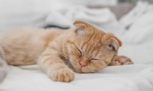 为什么猫咪会听人话睡觉