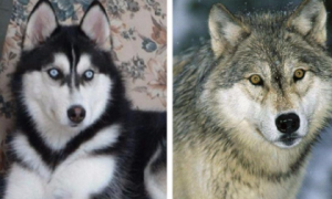 哈士奇和狼的区别是什么呢