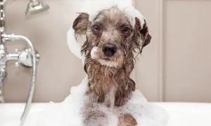 给宠物狗洗澡可以用人的沐浴露吗