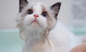给宠物猫洗澡用什么洗