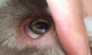 狗狗眼睛上有个能动的块状物正常吗为什么