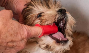狗狗为什么抗拒刷门牙呢