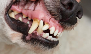 狗狗为什么会有牙菌斑呢