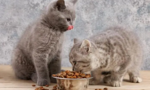 为什么猫咪进食时要人摸