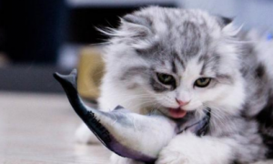 宠物猫能不能吃鱼刺