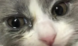猫咪总是流眼泪眼屎多是什么原因引起的