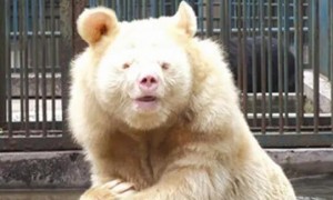 白熊的鼻子什么时候变黑？