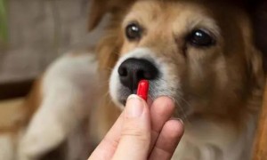 狗狗吃驱虫药后多久拉虫？