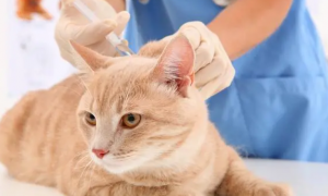 猫咪多大才能打狂犬疫苗