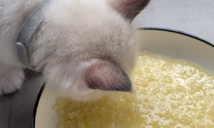 猫吃小米粥有什么后果吗