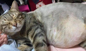 猫肚子有毛的症状有哪些