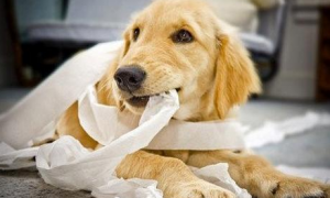 为什么狗狗要吃纸