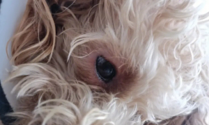 为什么狗狗的眼角特别红呢