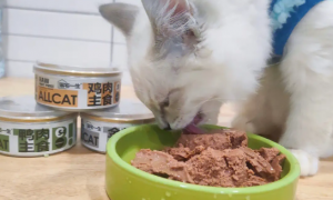 猫咪的主食罐头一次吃不完怎么办呀？