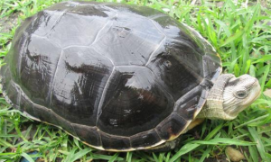 草龟的繁殖期有多长时间
