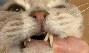 猫牙齿断了会怎么样啊