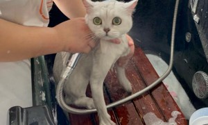 猫宠物店洗澡要多久