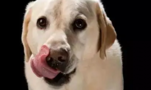 为什么狗狗一直舔舌头