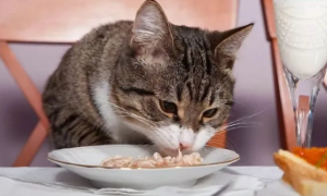 为什么猫咪要自由吃饭