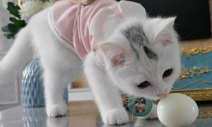 为什么猫咪吃鸡蛋