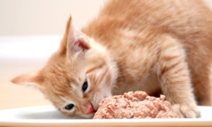 猫咪吃哪些东西可以补钙啊