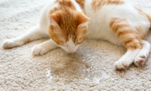为什么猫咪偶尔会乱尿的原因