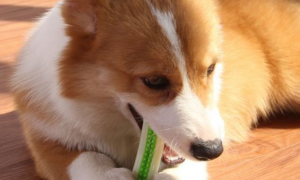为什么狗狗喜欢咬胶