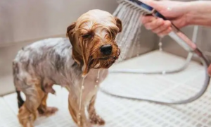 狗狗洗澡加美容多少钱
