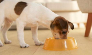 怎么样才能教狗狗不要一直吃啊？